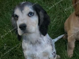 Gorgeous KC Show cocker spaniel