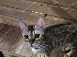 Rosette bengal female