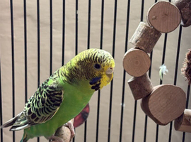 Pair of budgies