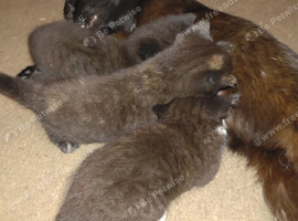 3 little kittens