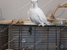 Female albino