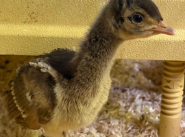 Spalding peachicks for sale