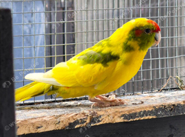 Young pair of Kakariki