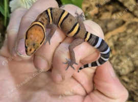 Bawanglingensis Chinese Cave Geckos at Birmingham Reptiles