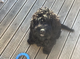 Cockapoo for sale