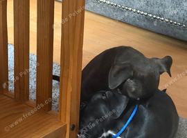 Black staffy 11 weeks old