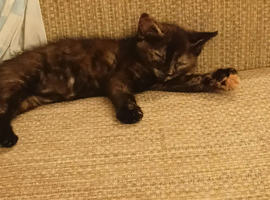 Rosie female kitten