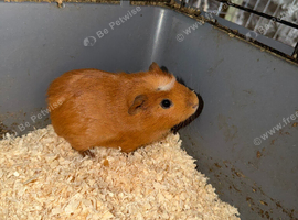 Boar guinea pigs x