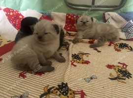 Kittens