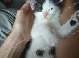 Tuxedo pattern kittens