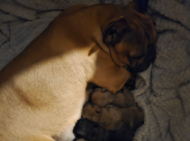 Ready Now &ndash; Last 2 French Bulldog Boys Available