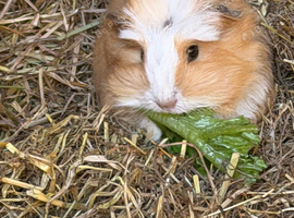 3 beautiful Sows/girls 1 boar available