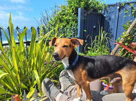 HANDSOME  JACK RUSSELL  STUD