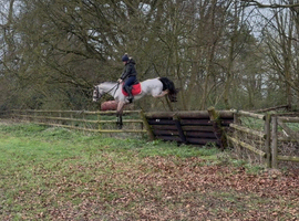 14.1h super 4 year old dun Connemara mare alrounder