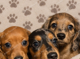 4 Miniature dachshund puppies
