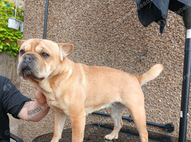 Looking to rehome our 3 year old frenchie pei bambi