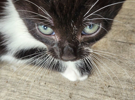 1 beautiful female kitten left ,ready 30th June