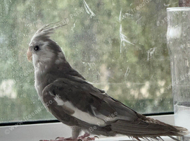 Baby cockatiels
