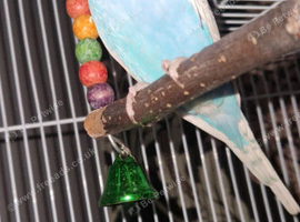 8 week old budgie
