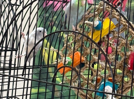 Baby parrotlets Glasgow