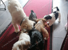 Lhasa Apso Puppies for sale