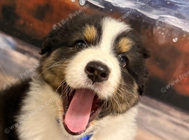 Beautiful Australian Shepherd (Aussie) Puppies &ndash; Reservations Now Open