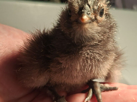 4 chicks hatched 2/6 and 3/6