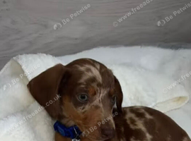 Dachshund puppy&rsquo;s