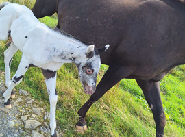 Black few spot colt