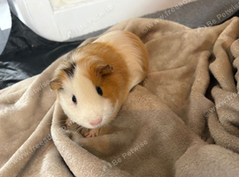 2 Female Guinea Pigs