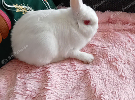 Rescued from a horrible life