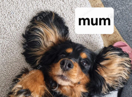 7 BEAUTIFUL BOY PUPPIES