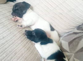 Boy ,& girl jack russell puppies