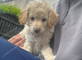 Golden doodle puppy&rsquo;s for sale