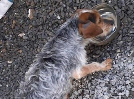 Female dog age 3