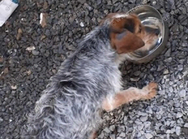 Female dog in need of rehoming