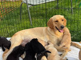 Labrador puppies