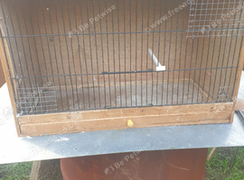 Budgie breeding cages