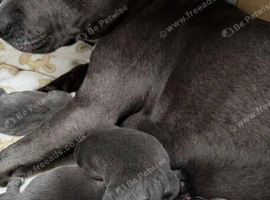 Blue Staffordshire bull terrier puppies