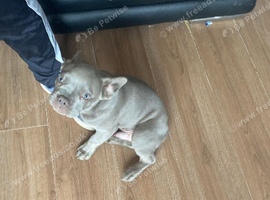 Blue Male French Bulldog