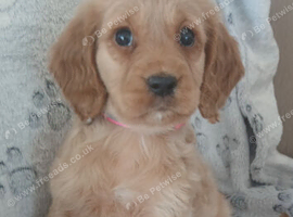 Working cocker spaniel