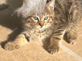 Turkish Angora mixed Kittens available