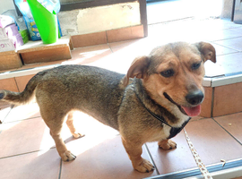 BELLA &ndash; The Little Street Dog Who Chose To Trust