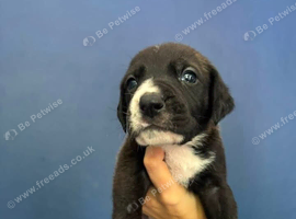 American bullstaff x great dane