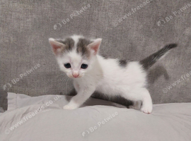 1 boy & 1 Girl left! Stunning kittens available at 8 weeks old.