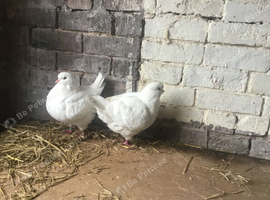 King pigeons