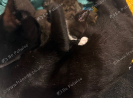 Kittens