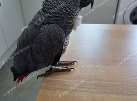 African grey male 10 years old
