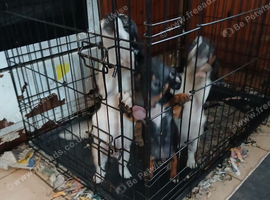 Mixed breed pups