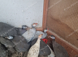 Beautiful pullets 5months old guinea fowl